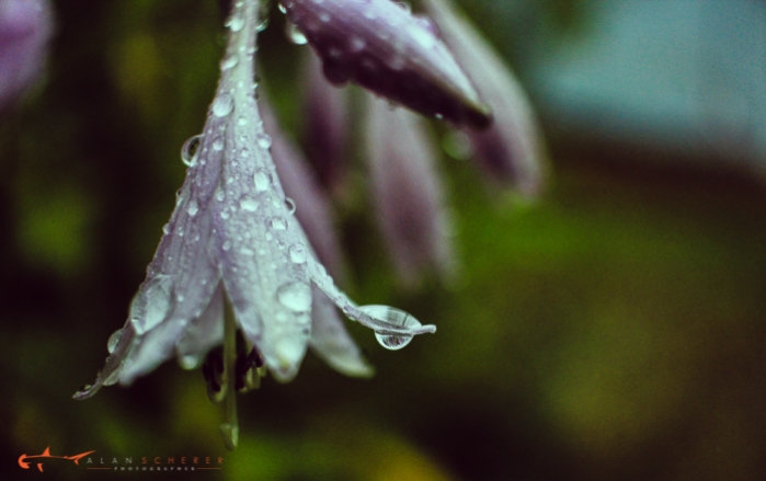 rain flowers-18